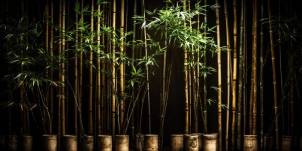 Jak założyć i pielęgnować żywopłot bambusowy – wskazówki i najlepsze gatunki bambusa do twojego ogrodu
