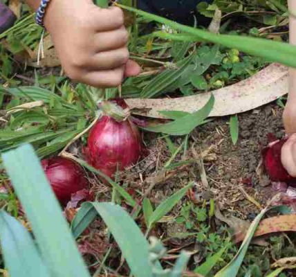 Jak uprawiać czerwoną cebulę w przydomowym ogrodzie