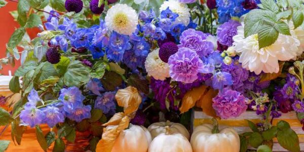 Ogród pełen barw jesienią – odkryj piękno marciniek, michałków i astrów bylinowych