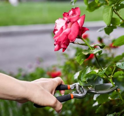 Jak poprawnie przesadzić różę w ogrodzie – poradnik krok po kroku