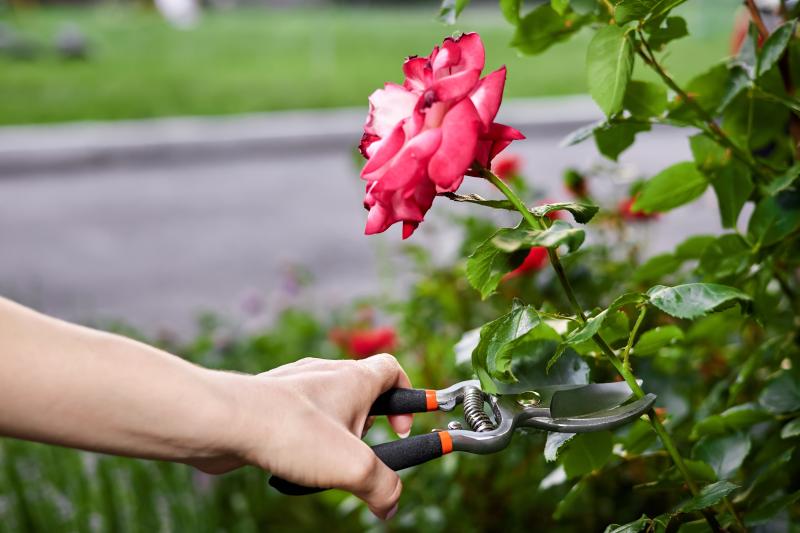 Jak poprawnie przesadzić różę w ogrodzie – poradnik krok po kroku