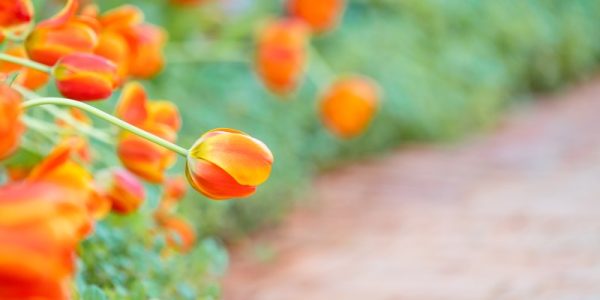 Ogrody w odcieniach pomarańczu - rośliny o ognistych kwiatach