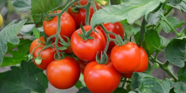 Jak prawidłowo pielęgnować oraz kiedy jest najlepszy czas na zbieranie pomidorów z upraw gruntowych