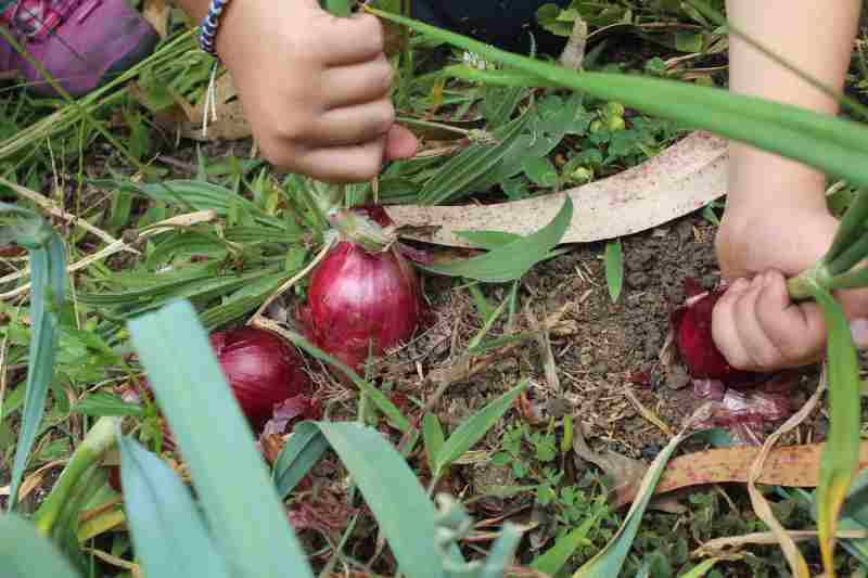 Jak uprawiać czerwoną cebulę w przydomowym ogrodzie