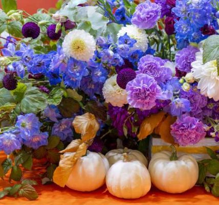 Ogród pełen barw jesienią – odkryj piękno marciniek, michałków i astrów bylinowych